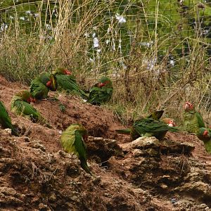 Mitred Parakeets