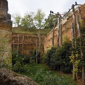 Six-banded Armadillo enclosure in S-American aviary