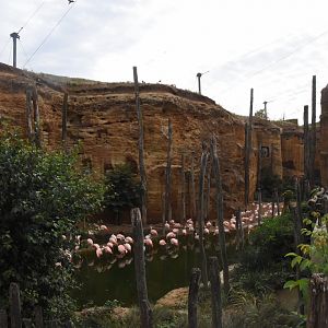 S-American aviary -Chilean Flamingo enclosure