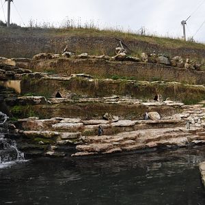 S-American aviary - part of Humboldt's Penguin enclosure