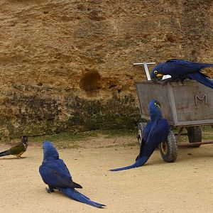 S-American aviary - curious parrots