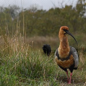 Black-faced Ibis