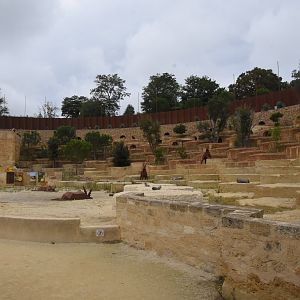 Vulture arena