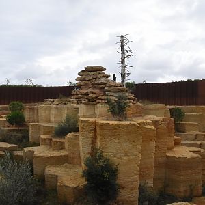 Snow leopard enclosure