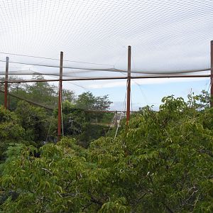 Okapi aviary - canopy view