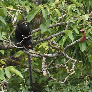 Okapi aviary - Hamlyn's Monkey
