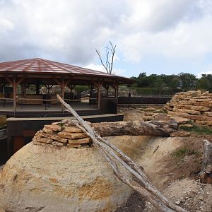 Meerkat, Bat-eared Fox & Aardvark enclosure