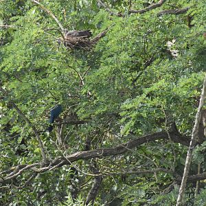 Okapi aviary - finding a Great Blue Turaco
