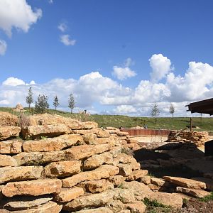 Slender-tailed Meerkat, Bat-eared Fox and Aardvark enclosure