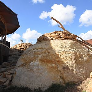 Slender-tailed Meerkat, Bat-eared Fox and Aardvark enclosure