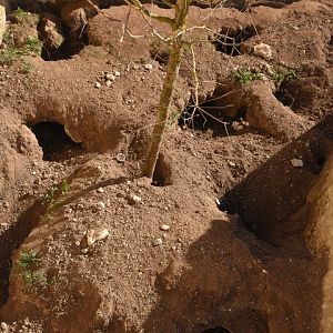 Find the Aardvark....