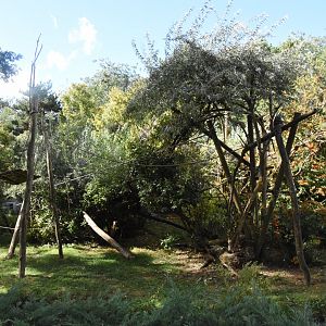 Brown Spider Monkey island