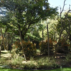 Colombian Black Spider Monkey island