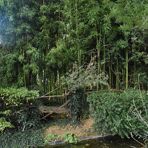 White-faced Saki & Lion Tamarin island
