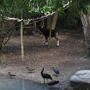 Okapi aviary