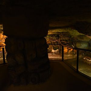 Vivarium - African Dwarf Crocodiles