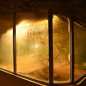 Vivarium - Nile Monitor terrarium