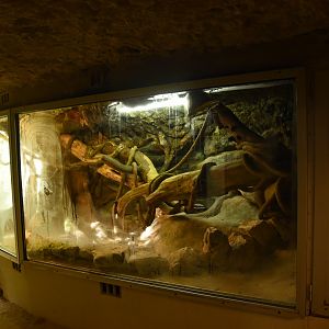 Vivarium - Green Anaconda terrarium