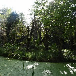 B&W Ruffed Lemur island