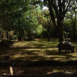 Pygmy Hippo enclosure