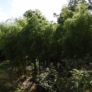 Sumatran Tiger enclosure