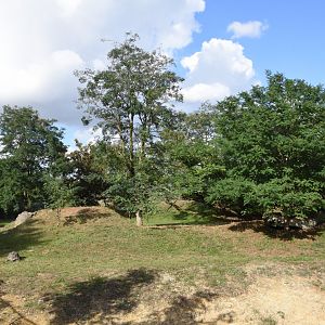 Aldabran Giant Tortoise enclosure (formerly Cheetah)