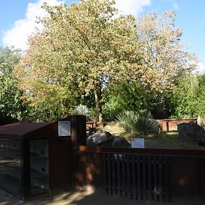 Dwarf Mongoose enclosure