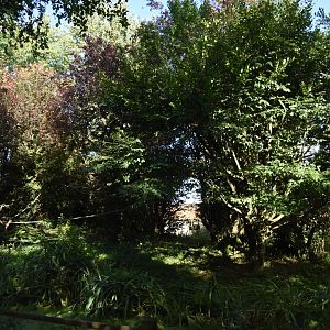 Roloway Monkey island