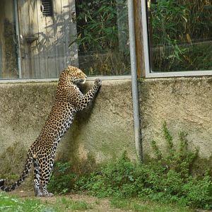 Curious Javan Leopard