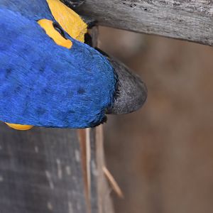 Hyacint Macaw destroying some wood