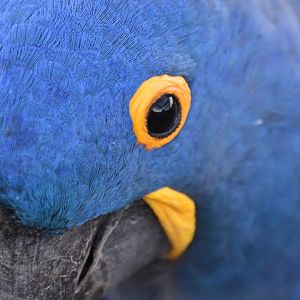 Hyacint Macaw