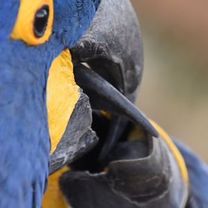 Hyacint Macaws