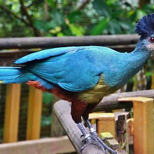 African Treetops - Great Blue Turaco