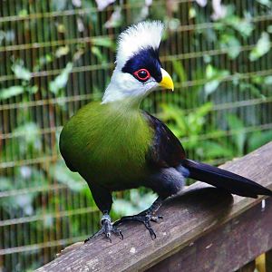 African Treetops - White-crested Turaco