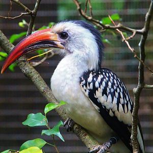 African Treetops - Northern Red-billed Hornbill