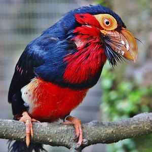 African Treetops - Bearded Barbet