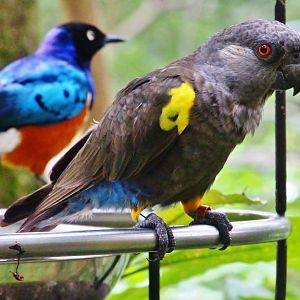 African Treetops - Ruppell's Parrot