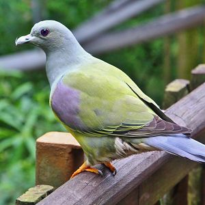 African Treetops - Bruce's Green Pigeon