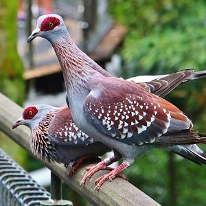 African Treetops - Speckled Pigeon