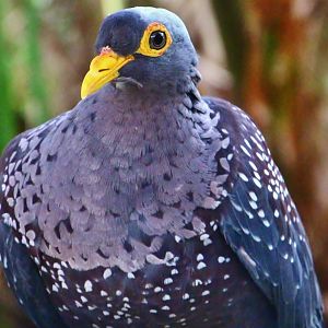 African Treetops - African Olive Pigeon