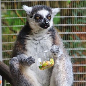 African Treetops - Ring-tailed Lemur