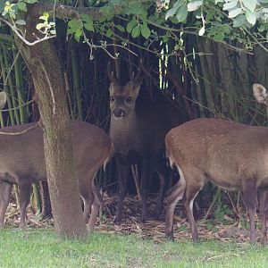 Indian hog deer (Axis porcinus porcinus), 2020-09-03
