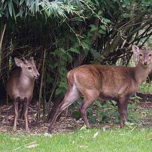 Indian hog deer (Axis porcinus porcinus), 2020-09-03