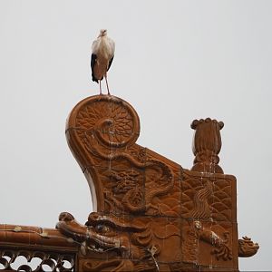 European white stork on Chinese temple roof ornament, 2020-09-03