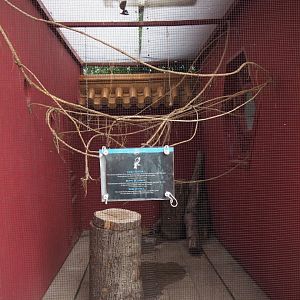 Domestic canary outdoor aviary, 2020-09-03