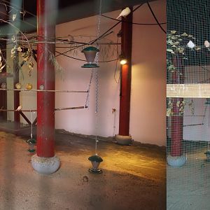 Domestic canary indoor aviary, 2020-09-03