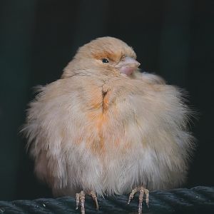 Domestic canary (Serinus canaria domestica), 2020-09-03