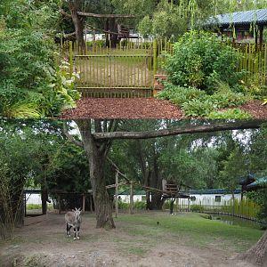 Bharal and Binturong exhibit, 2020-09-03