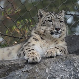 Snow leopard (Panthera uncia), 2020-09-03