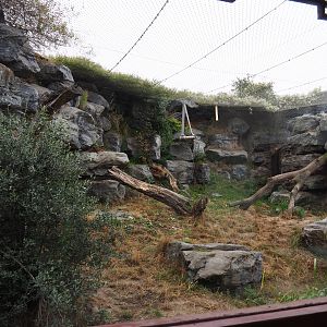 Second snow leopard exhibit, 2020-09-03